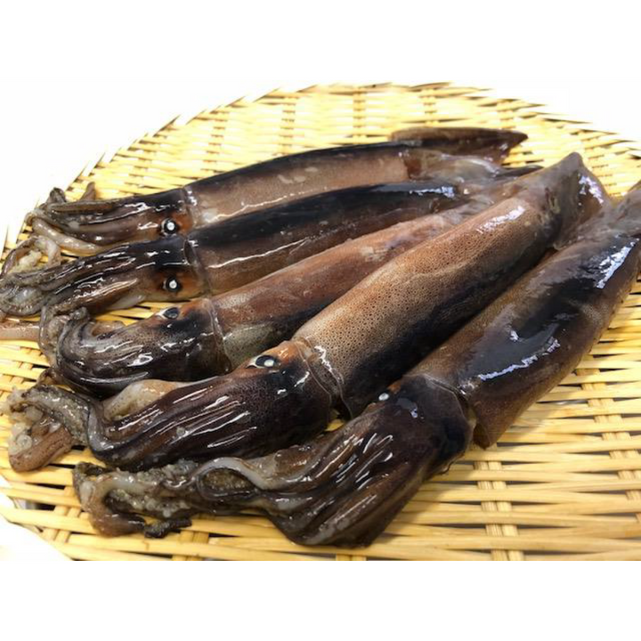 ASUKA Ika Kozou Whole Squid 5pc 630g Sashimi Grade