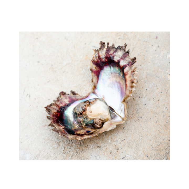 Akoya Pearl Oyster 40pc Sashimi Grade